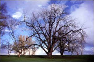Oregoni feketedió fa